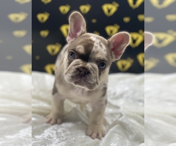 Full screen Photo #1 French Bulldog Puppy For Sale in RAYMORE, MO, USA