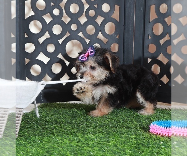 Medium Photo #5 Yo-Chon Puppy For Sale in MOUNT VERNON, OH, USA
