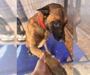 Mutt Dogs for adoption in Imlay City, MI, USA