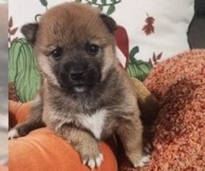 Shiba Inu Puppy for sale in BEDFORD, IN, USA