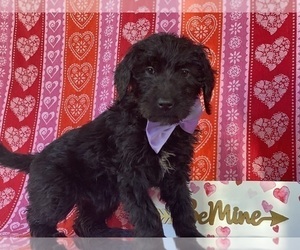 Goldendoodle Puppy for sale in LANCASTER, PA, USA