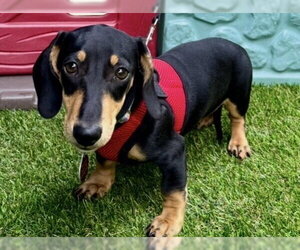 Lake - Male Dachshund Dog for Adoption - Photo #3