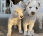 Small Photo #9 Labrador Retriever-Siberian Husky Mix Puppy For Sale in OXNARD, CA, USA