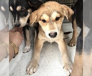 German Shepherd Dog-Unknown Mix Dogs for adoption in Houston, TX, USA
