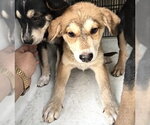 Small German Shepherd Dog Mix
