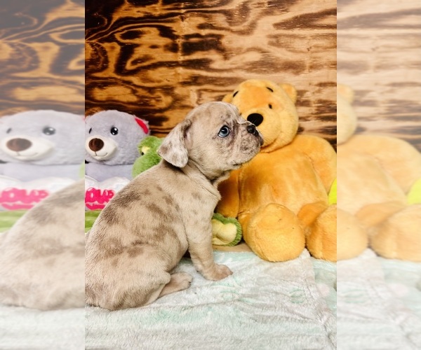 Medium Photo #4 French Bulldog Puppy For Sale in RICHARDS, TX, USA