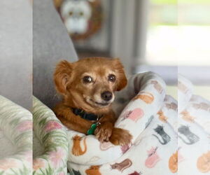 Chiranian Dogs for adoption in Bellevue, WA, USA