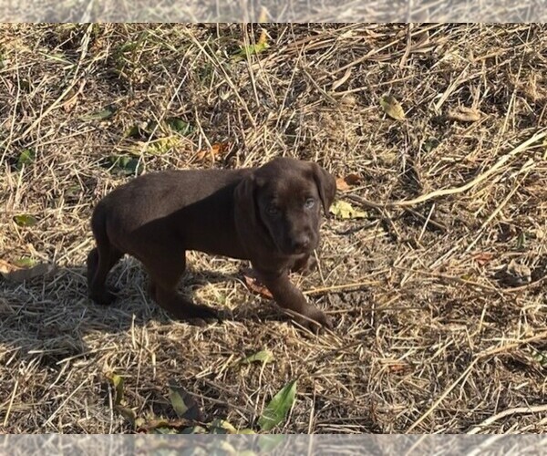 Medium Photo #1 Labrador Retriever Puppy For Sale in OMAHA, NE, USA