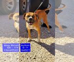Small Boxer