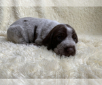 Small Photo #2 German Shorthaired Pointer Puppy For Sale in CALDWELL, ID, USA