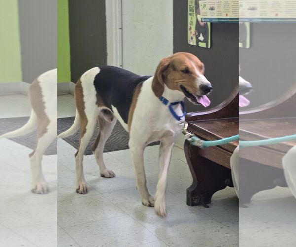Medium Photo #4 Mutt Puppy For Sale in Rustburg, VA, USA