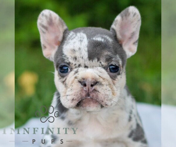 Medium Photo #1 French Bulldog Puppy For Sale in EAST EARL, PA, USA