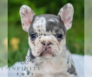French Bulldog Puppy for sale in EAST EARL, PA, USA