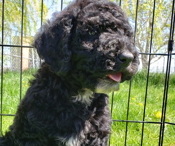 Medium Photo #1 Poodle (Standard) Puppy For Sale in ODESSA, WA, USA