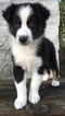 Small Photo #26 Australian Shepherd Puppy For Sale in ARBA, IN, USA