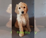 Small Photo #6 Goldendoodle Puppy For Sale in HEBRON, KY, USA