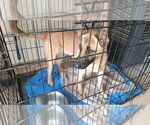 Small Photo #1  Puppy For Sale in , 