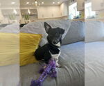 Small #5 Chiweenie