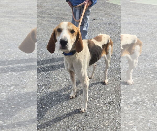 Medium Photo #1 Mutt Puppy For Sale in Rustburg, VA, USA