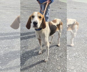 Mutt Dogs for adoption in Rustburg, VA, USA
