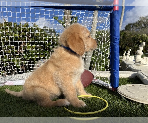 Medium Photo #11 Labradoodle Puppy For Sale in FORT LAUDERDALE, FL, USA