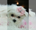 Small #11 Maltese