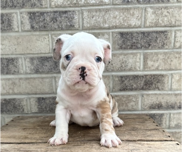 Medium Photo #2 French Bulldog Puppy For Sale in MIDDLEBURY, IN, USA