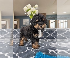 Schnauzer (Miniature) Puppy for sale in GREENFIELD, IN, USA
