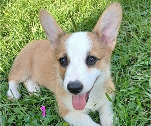 Pembroke Welsh Corgi Puppy for sale in BEULAVILLE, NC, USA