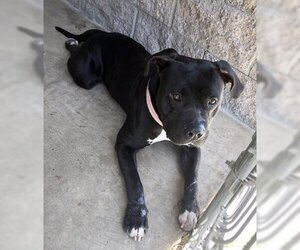 Maddie - Female American Bulldog-Unknown Mix Dog for Adoption - Photo #3