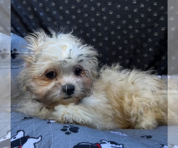 Medium Photo #7 Zuchon Puppy For Sale in RENO, NV, USA