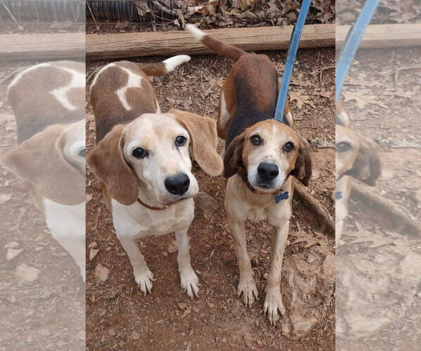 Medium Photo #8 Mutt Puppy For Sale in Rustburg, VA, USA