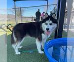 Small Siberian Husky Mix