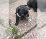 Small #2 French Bulldog