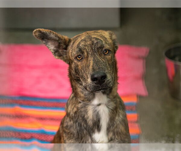 Medium Photo #2 Greyhound-Unknown Mix Puppy For Sale in Pasadena, CA, USA