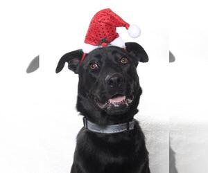Labrador Retriever-Unknown Mix Dogs for adoption in Burbank, CA, USA