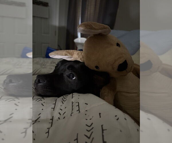 Medium Photo #5 American Pit Bull Terrier Puppy For Sale in Evansville, IN, USA