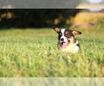 Small #9 Pembroke Welsh Corgi