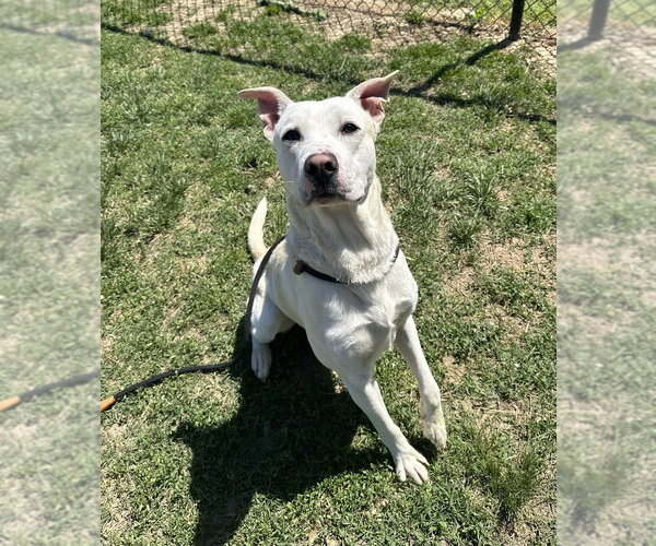 Medium Photo #3 Labrenees Puppy For Sale in Evansville, IN, USA