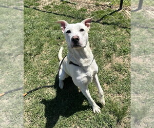 KG - Male Labrenees Dog for Adoption - Photo #3