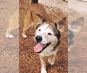 Patch - Male Siberian Husky-Unknown Mix Dog for Adoption - Photo #17