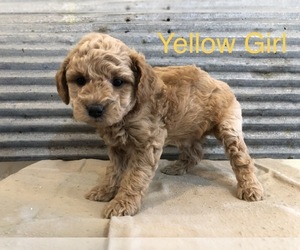 Goldendoodle-Poodle (Miniature) Mix Puppy for sale in ALBIA, IA, USA