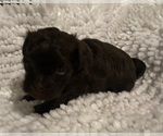 Small Photo #9 Havanese Puppy For Sale in ATHENS, GA, USA