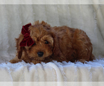 Small #3 Cavapoo-Poodle (Miniature) Mix