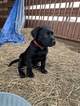 Small Photo #4 Labrador Retriever Puppy For Sale in EDNA, TX, USA