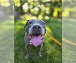 Small #4 American Pit Bull Terrier Mix
