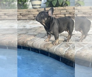 Father of the French Bulldog puppies born on 08/08/2025