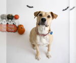 Small #45 American Pit Bull Terrier Mix