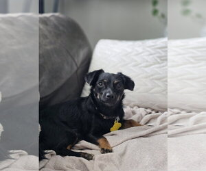 Aviana - Female Chiweenie Dog for Adoption - Photo #8