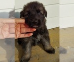 Small #8 German Shepherd Dog
